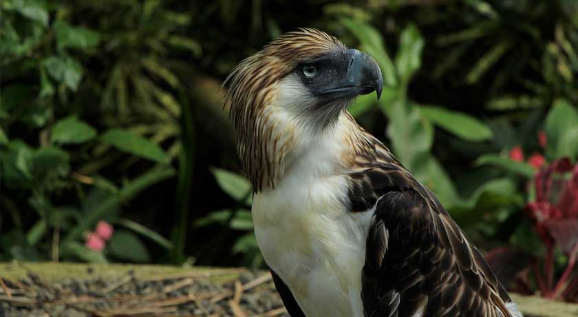 Philippine Eagle